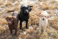 CKC Labrador Retriever pupppies