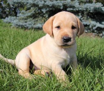 55+ Golden Retriever Husky Mix Puppies For Sale Ontario
