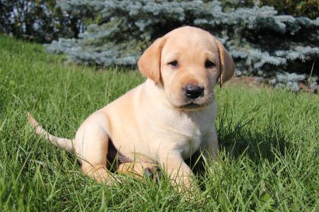CKC Labrador Retriever puppy
