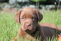 CKC Labrador Retriever puppy
