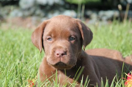 CKC Labrador Retriever puppy