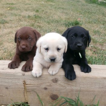 88+ Labrador Maltese Mix Dog