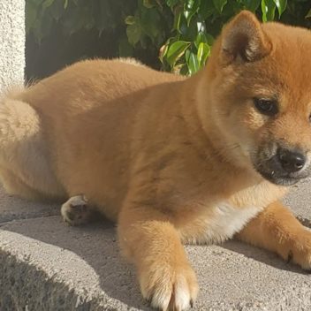 Getapuppyca Puppies And Dogs For Sale In Canada
