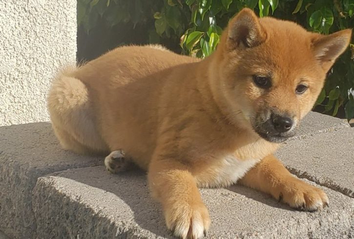 Fabulous Shiba Inu Puppies Ready Now