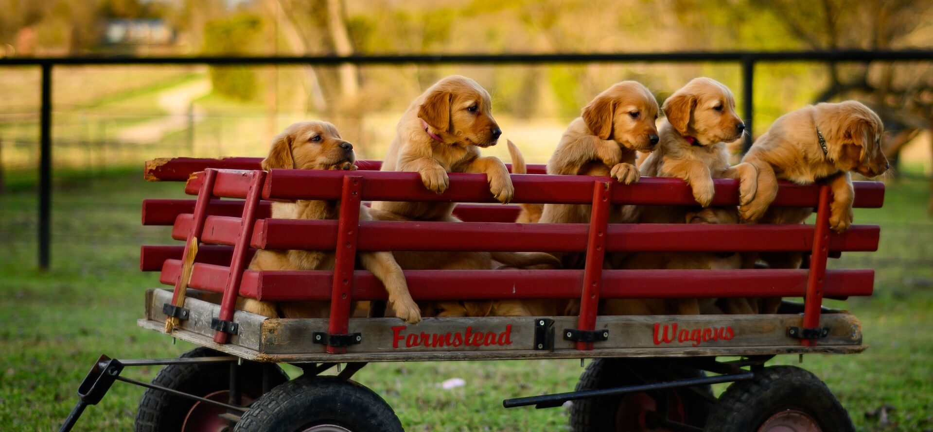 Puppies for sale in Canada. Getapuppy's home page cover photo.