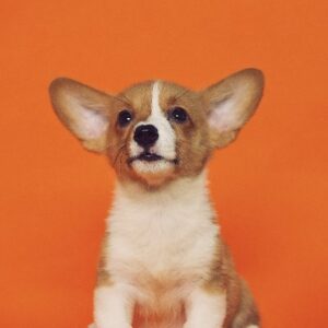 Avatar of Getapuppy.ca