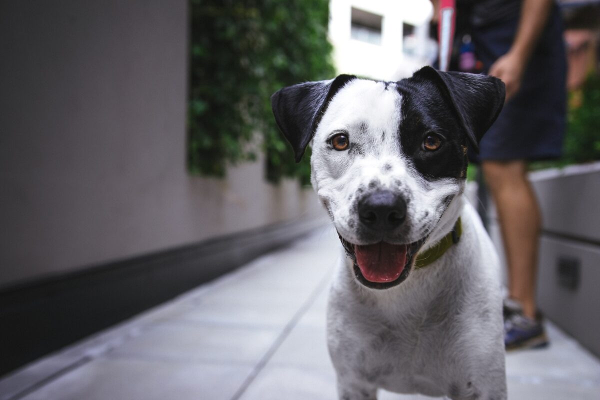 Super Cute Dog