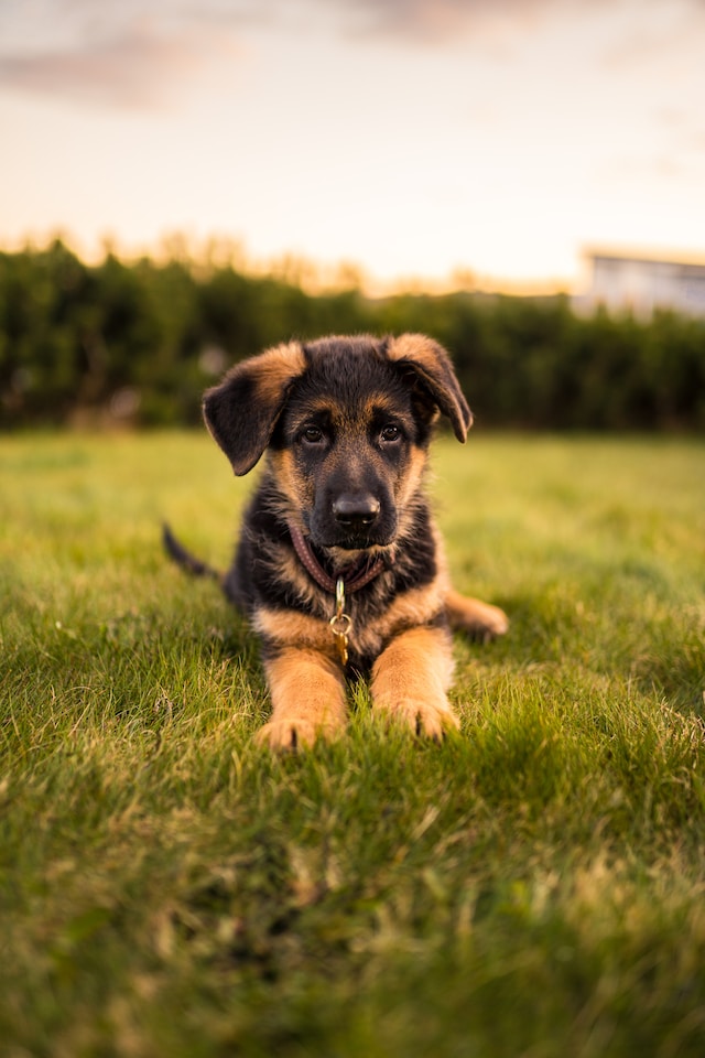 German Shepherd