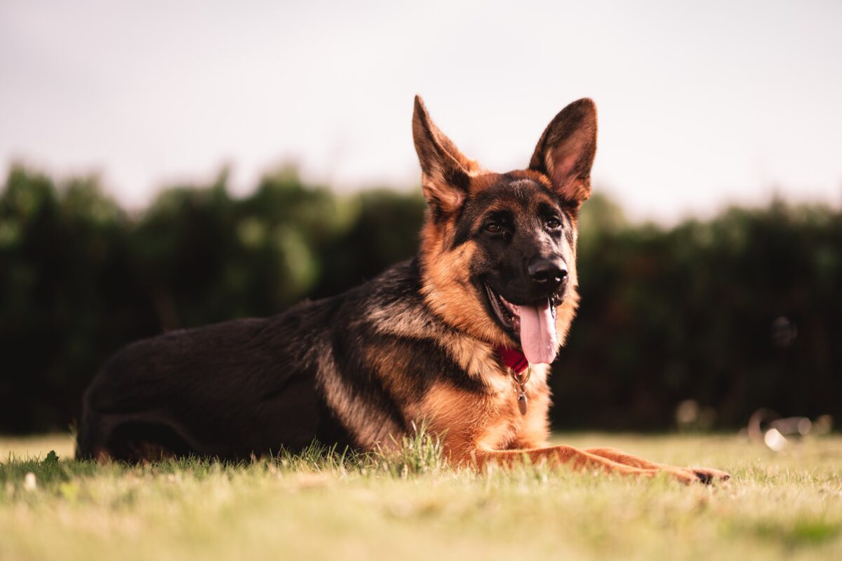 German Shepherd