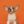 Avatar of Getapuppy.ca