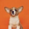 Avatar of Getapuppy.ca