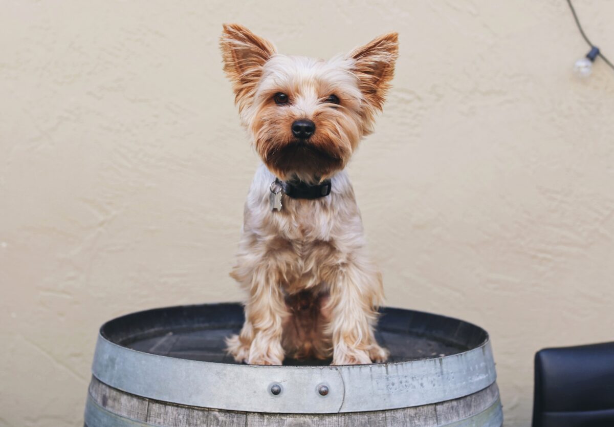 Teacup Yorkie