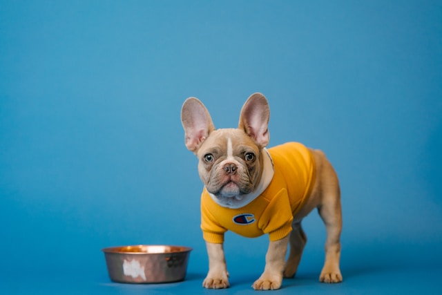 French Bulldog