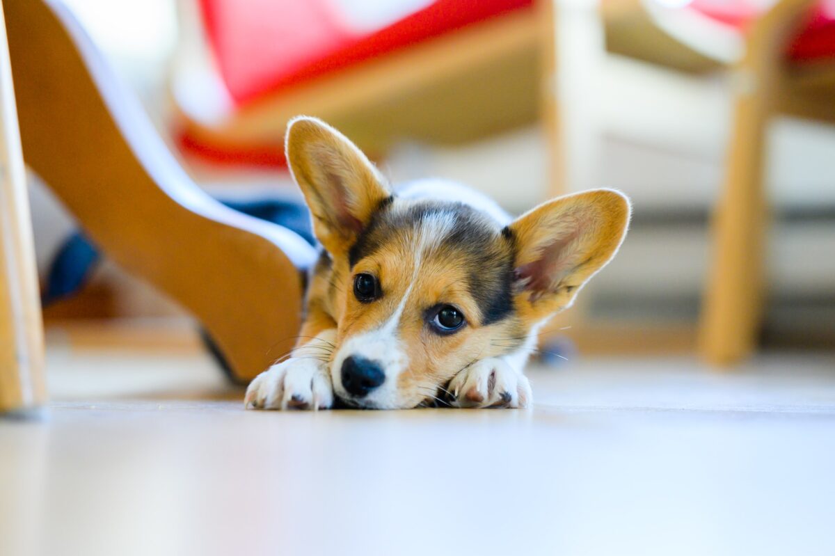 Corgi Puppy