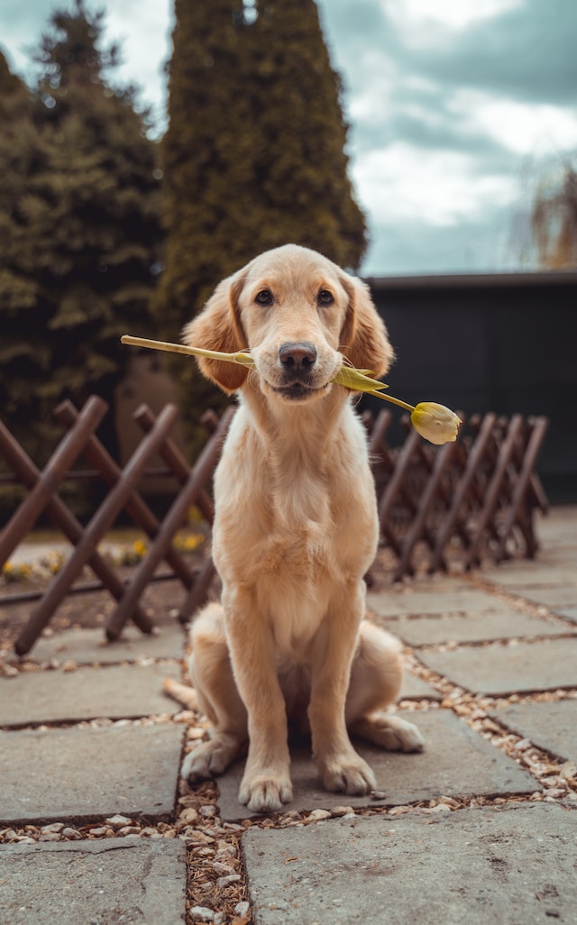 Dog holding flower