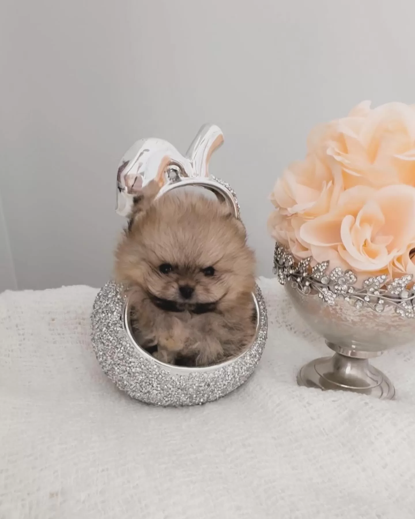 Pomeranian Teacup - Getapuppy