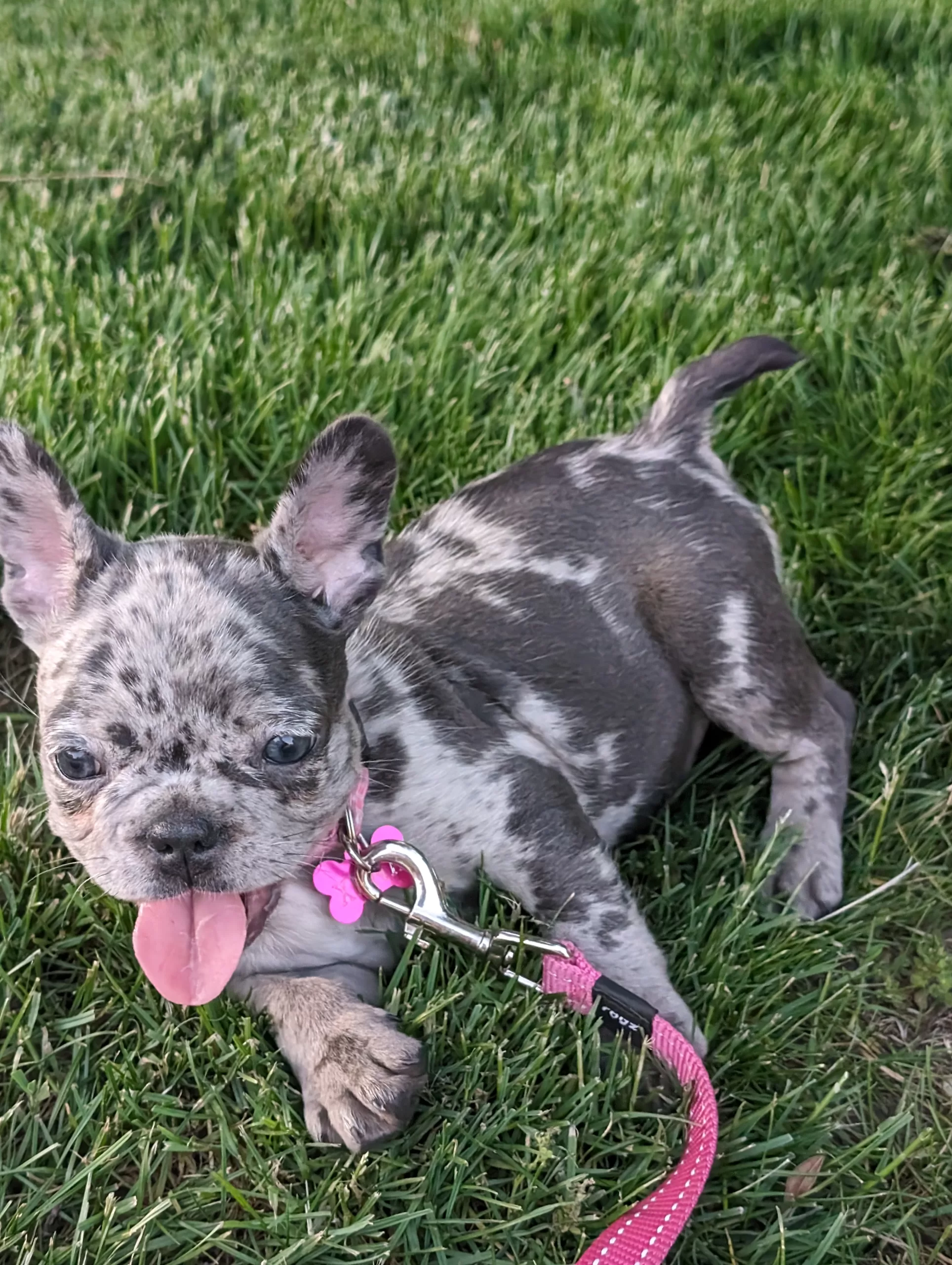 Beautiful Exotic Lilac Merle French Bulldog - Getapuppy