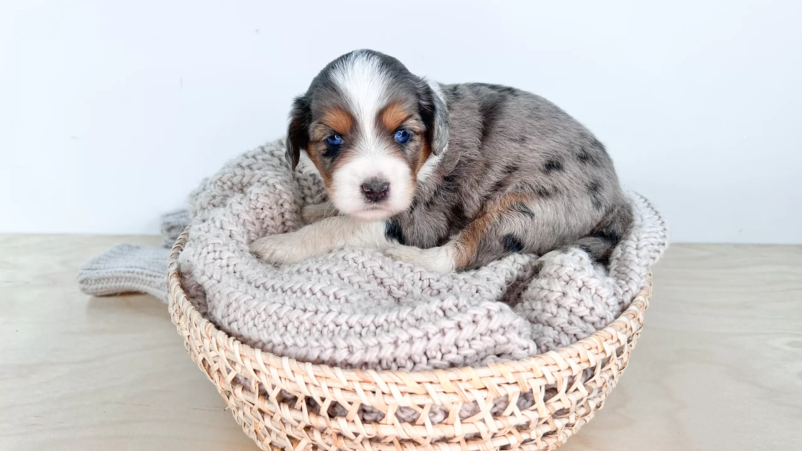 Mini Aussiedoodle Puppies - Getapuppy