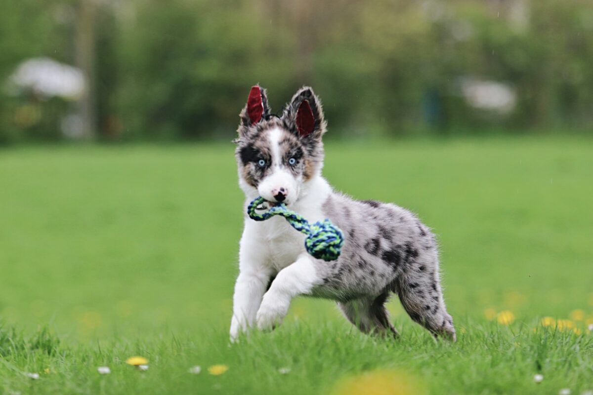 Puppy at dog park