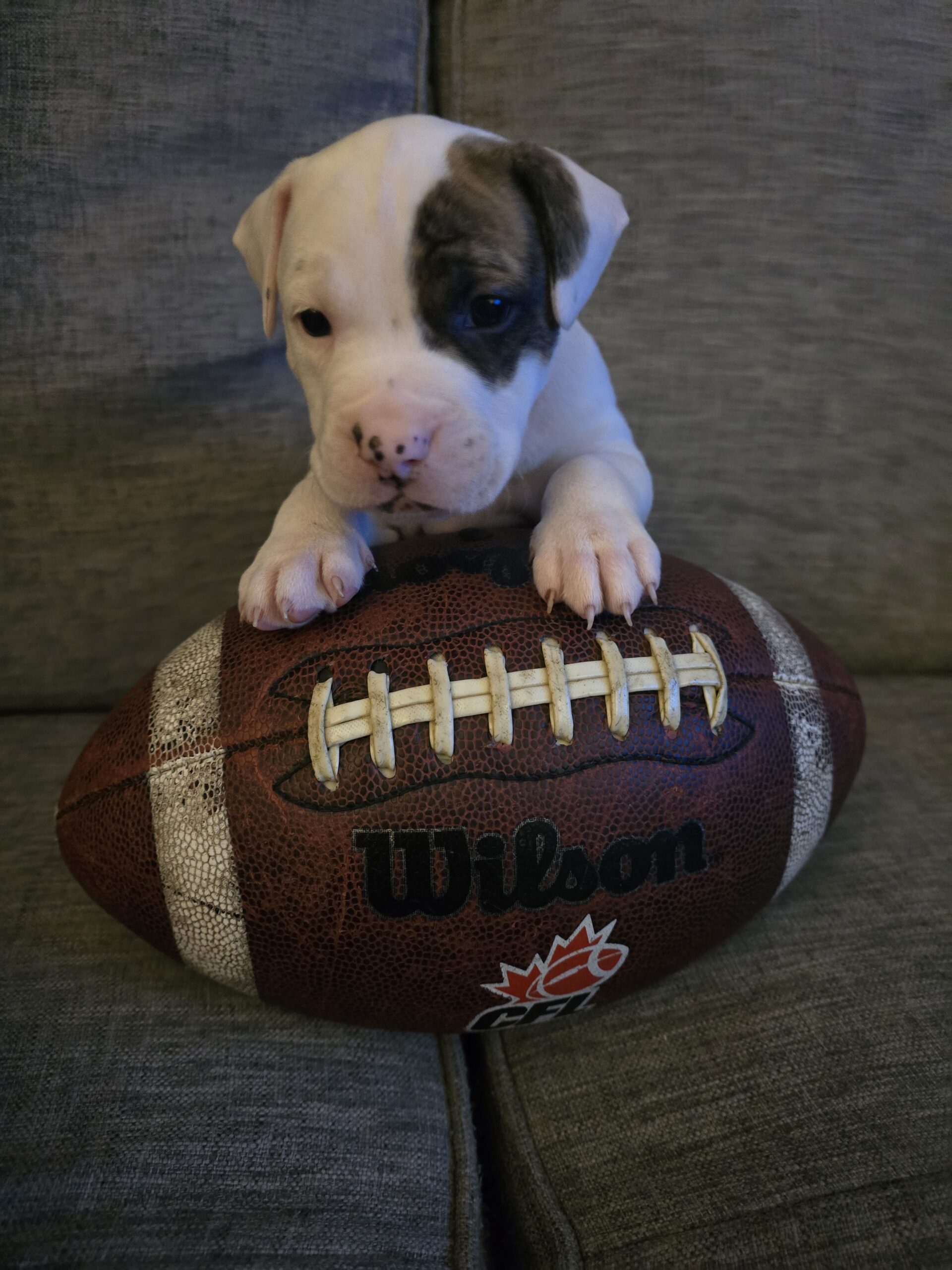 American Bulldog Puppy for sale
