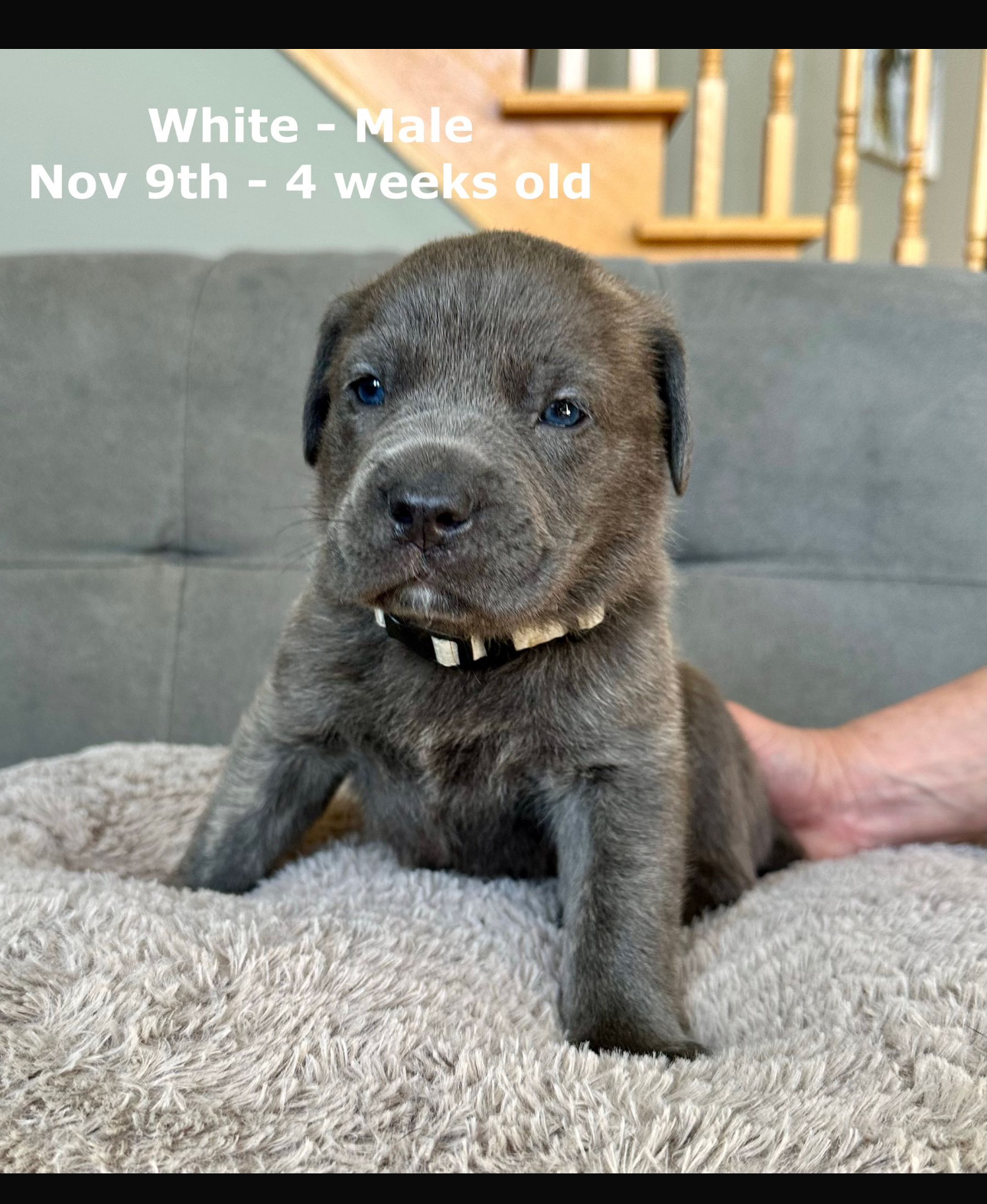Cane corso puppy for sale