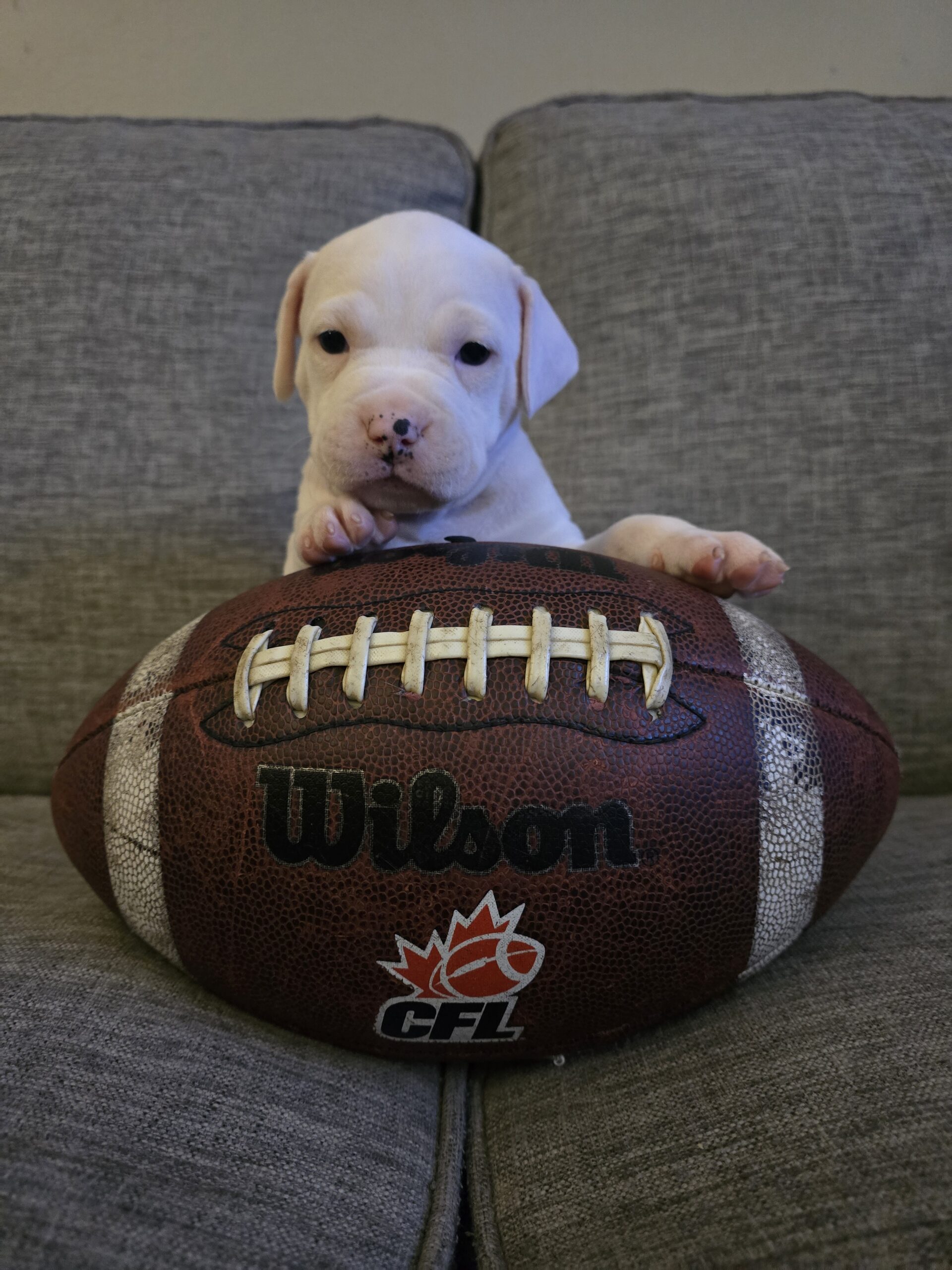 American Bulldog Puppy for sale