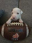 American Bulldog Puppy for sale