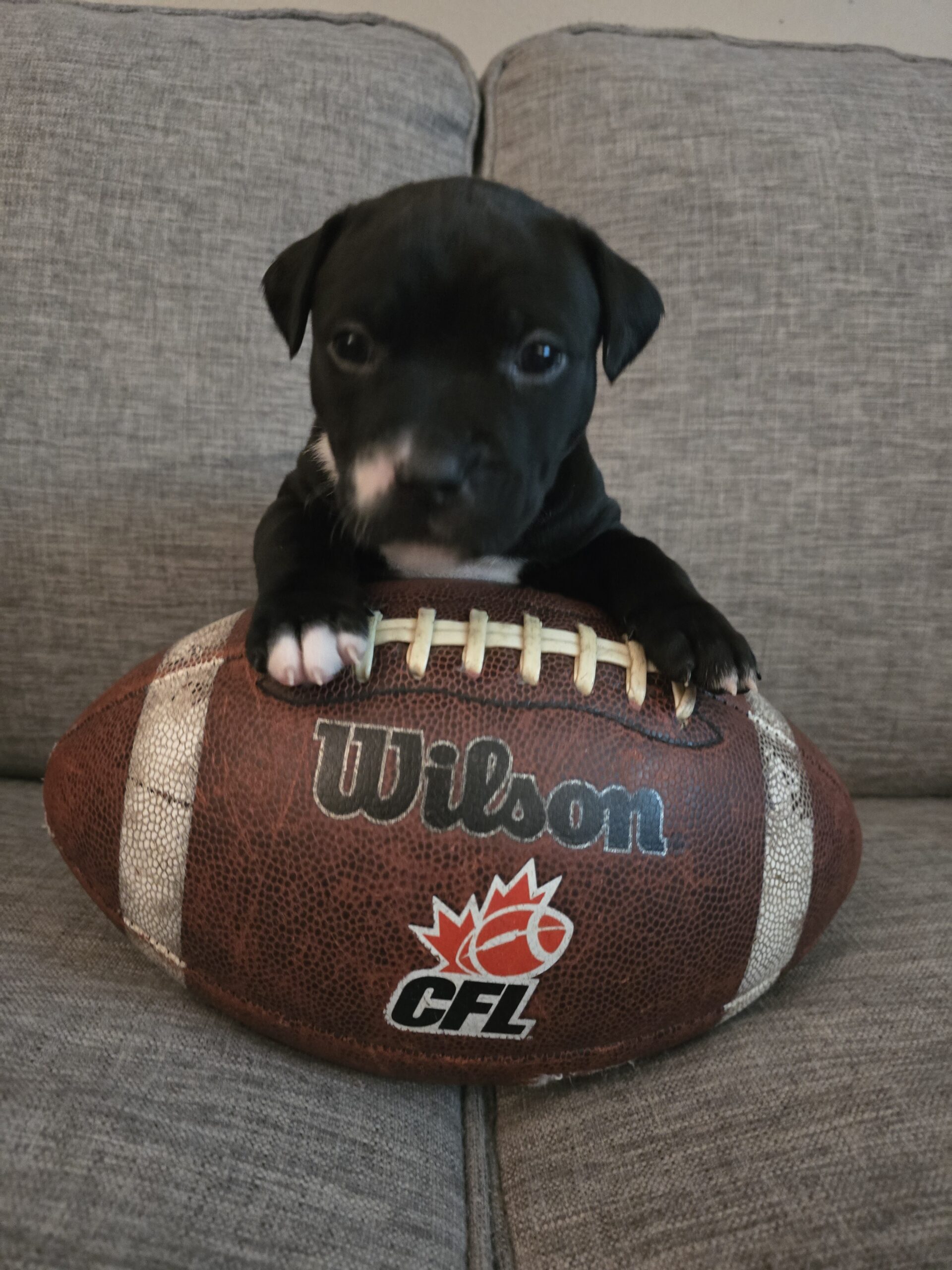 American Bulldog Puppy for sale