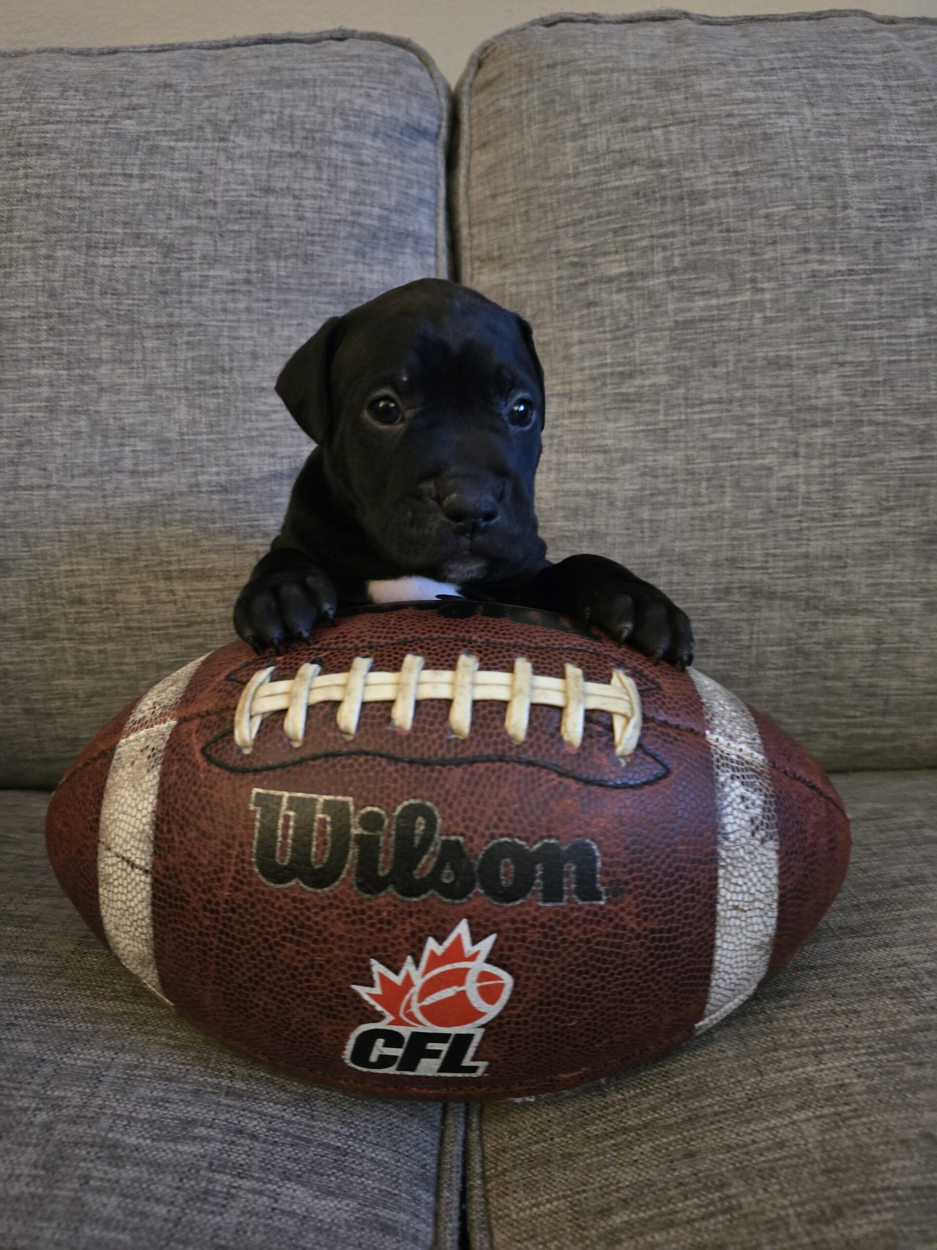 American Bulldog Puppy for sale