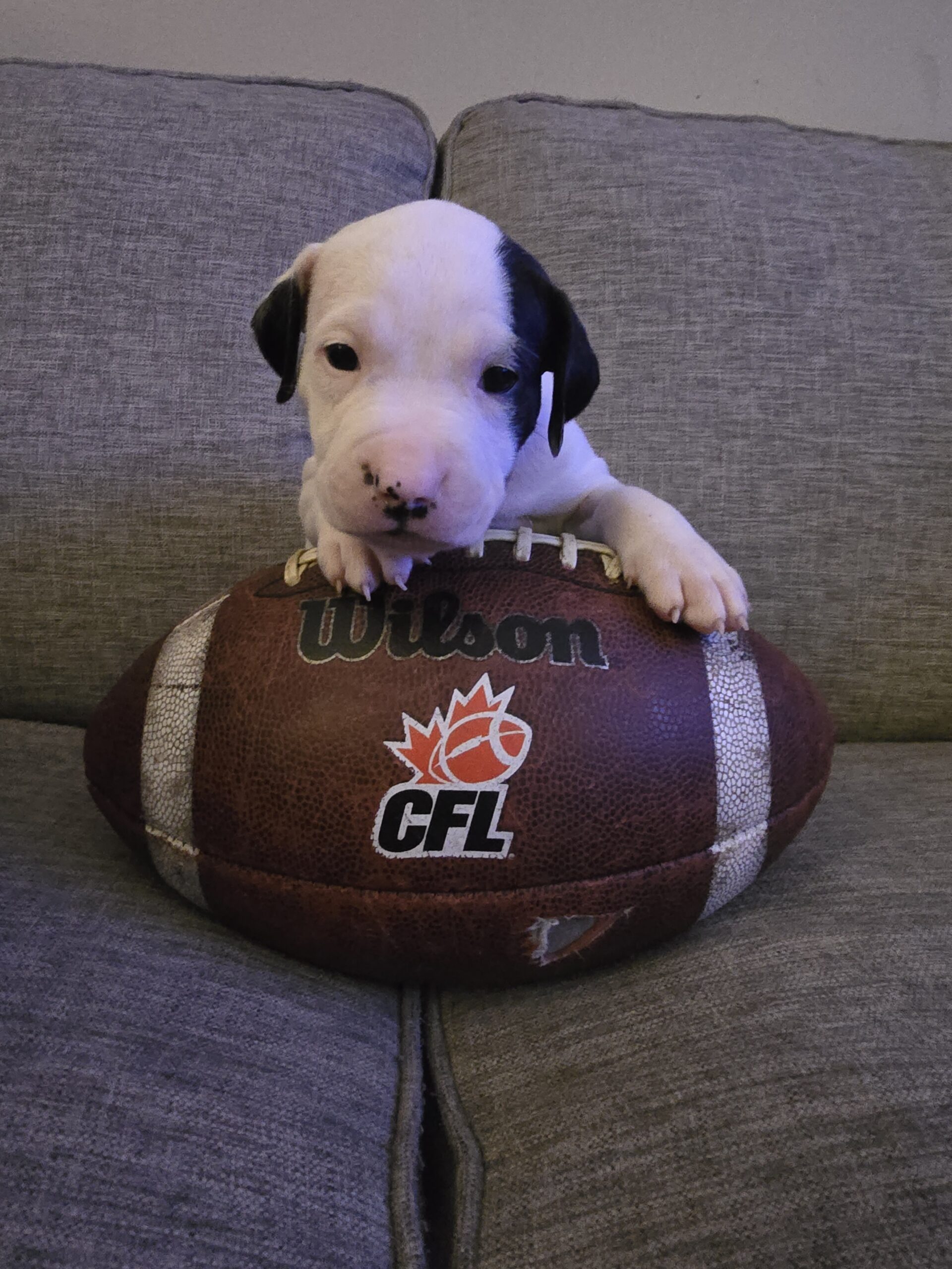 American Bulldog Puppy for sale