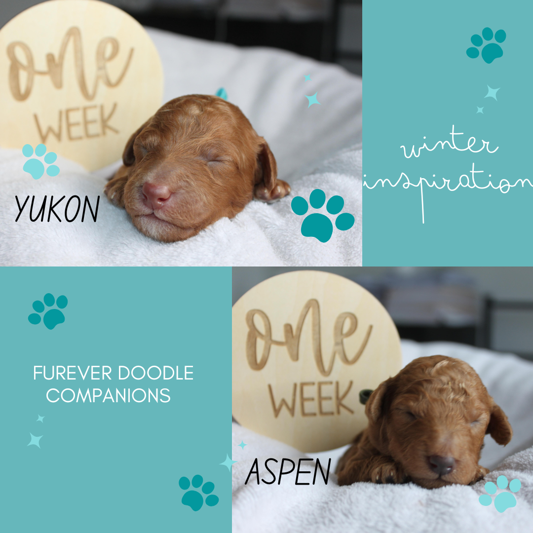 Mini Goldendoodles Puppies