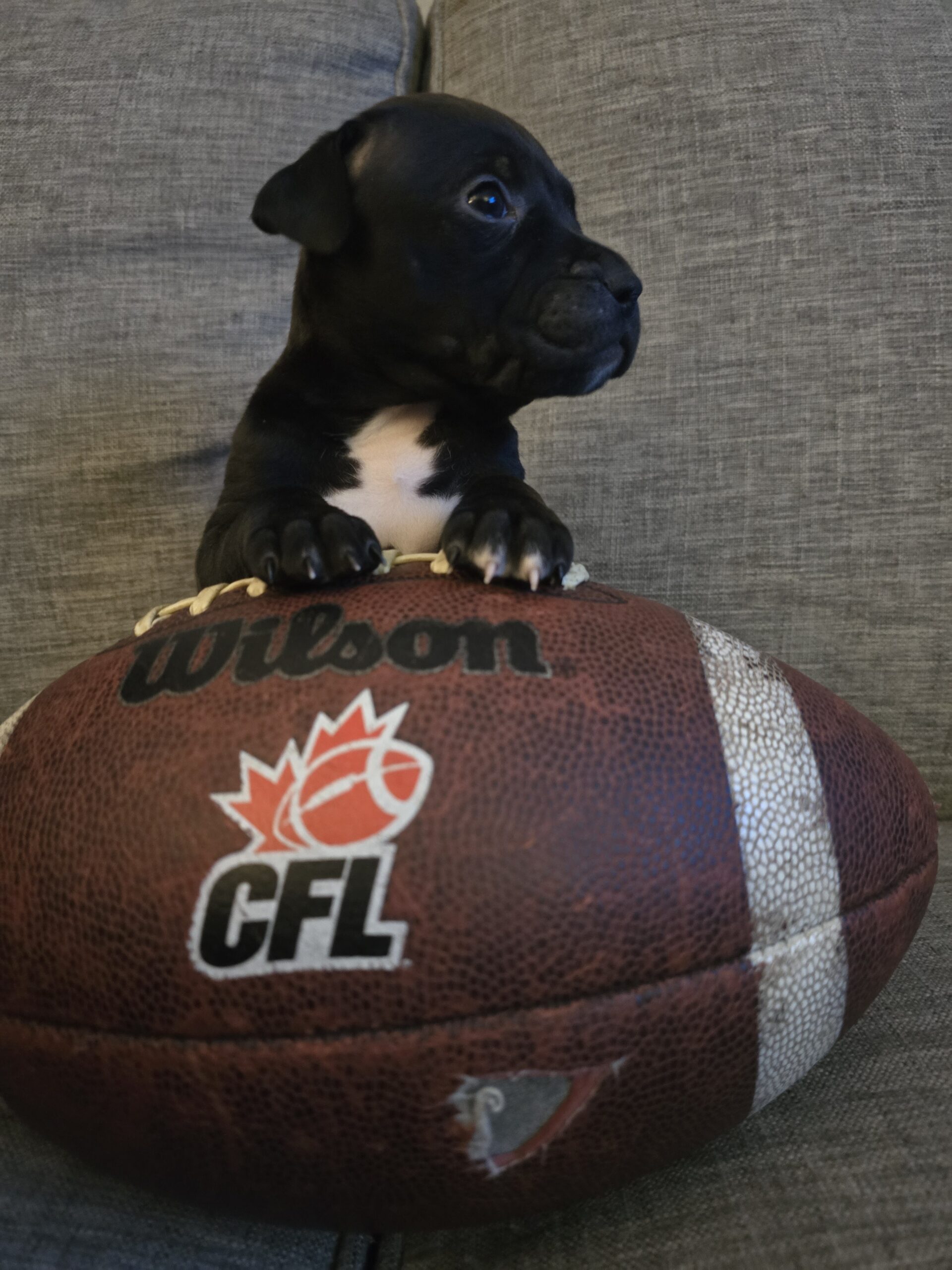 American Bulldog Puppy for sale