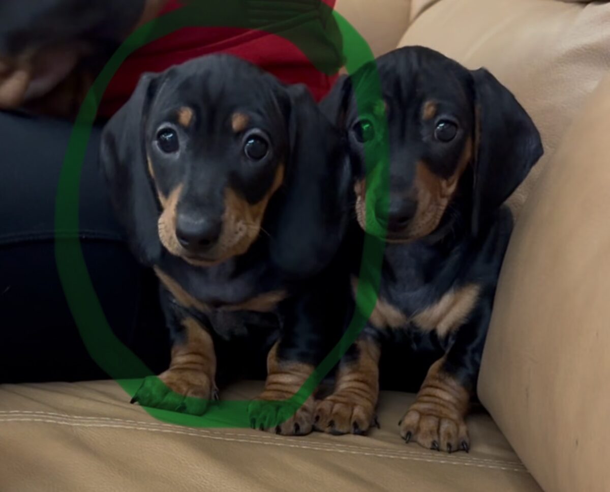 Mini Dachshund Puppies