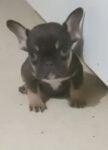 Puppies for sale