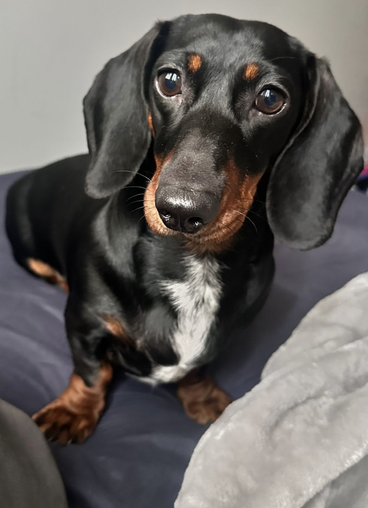 Mini Dachshund Puppies