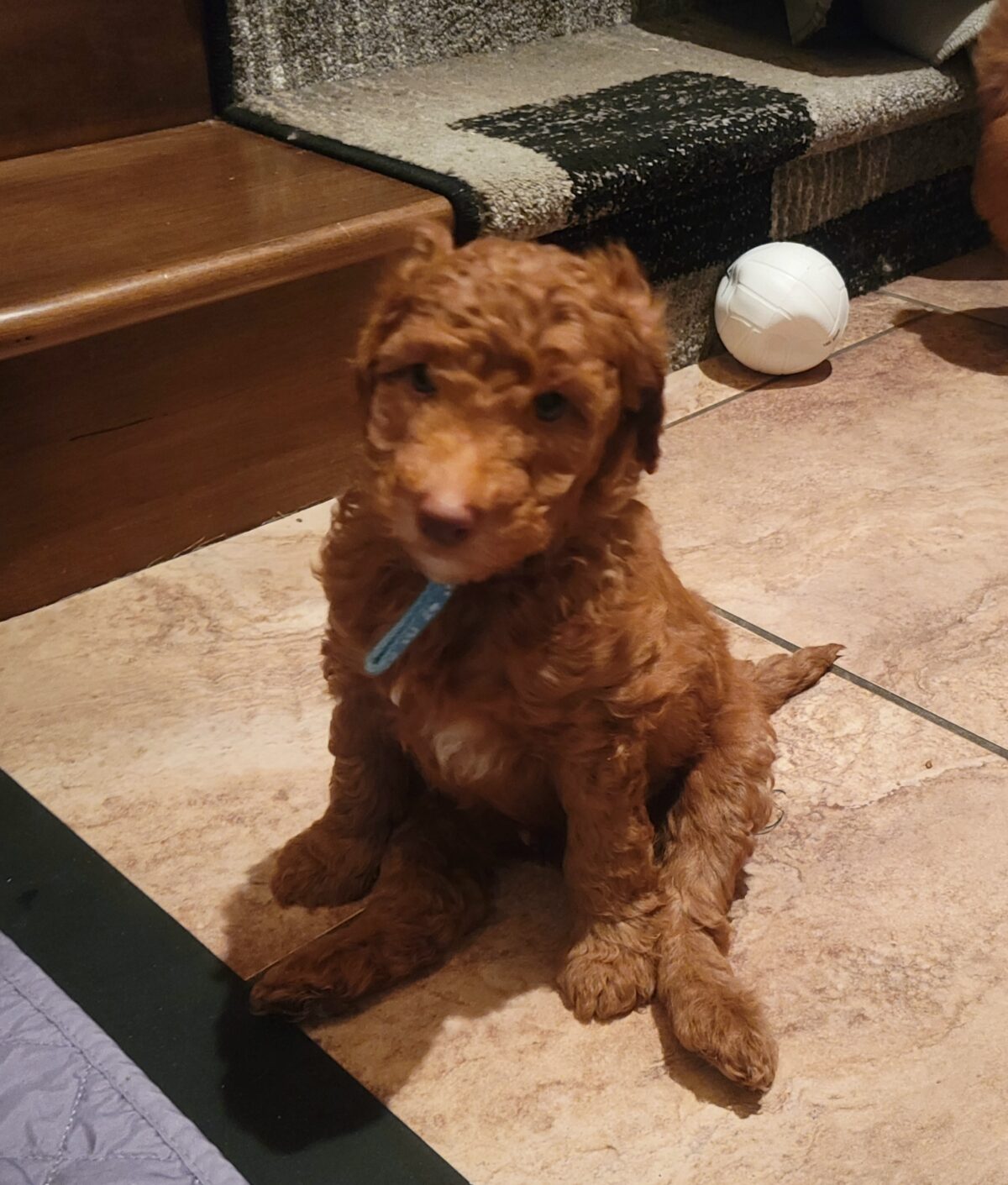 Mini Goldendoodle Puppy