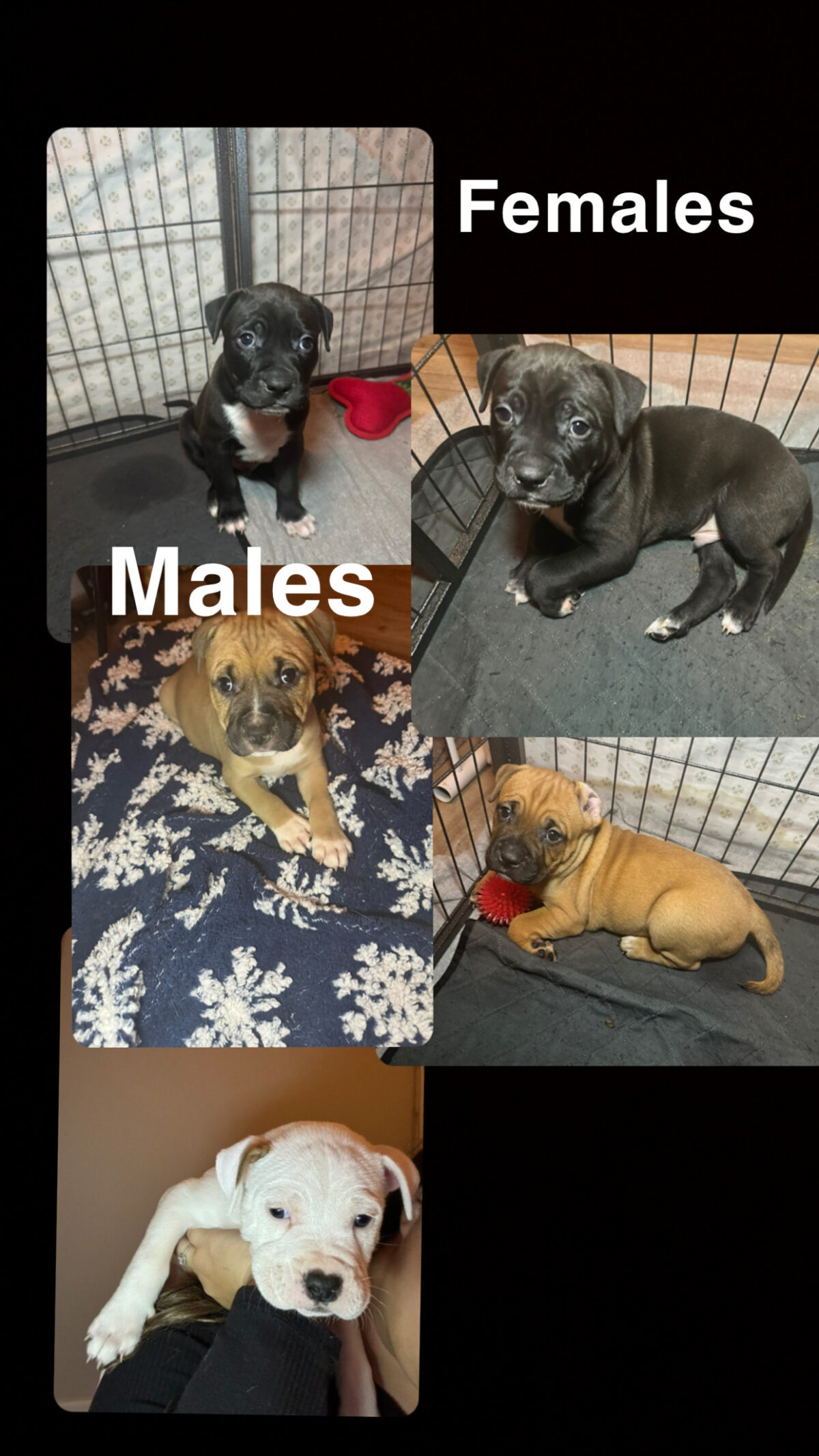 Puppies for sale