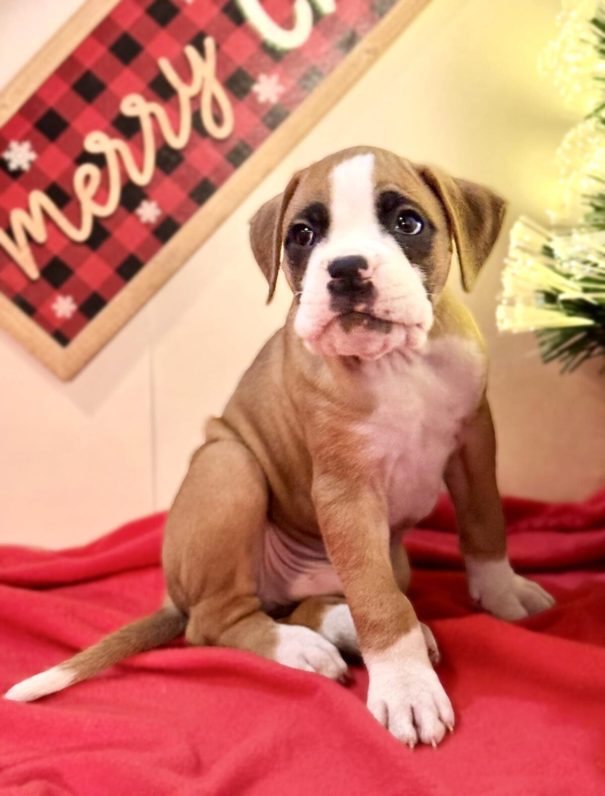 Gorgeous Boxer Puppies Ready for their Furever Homes