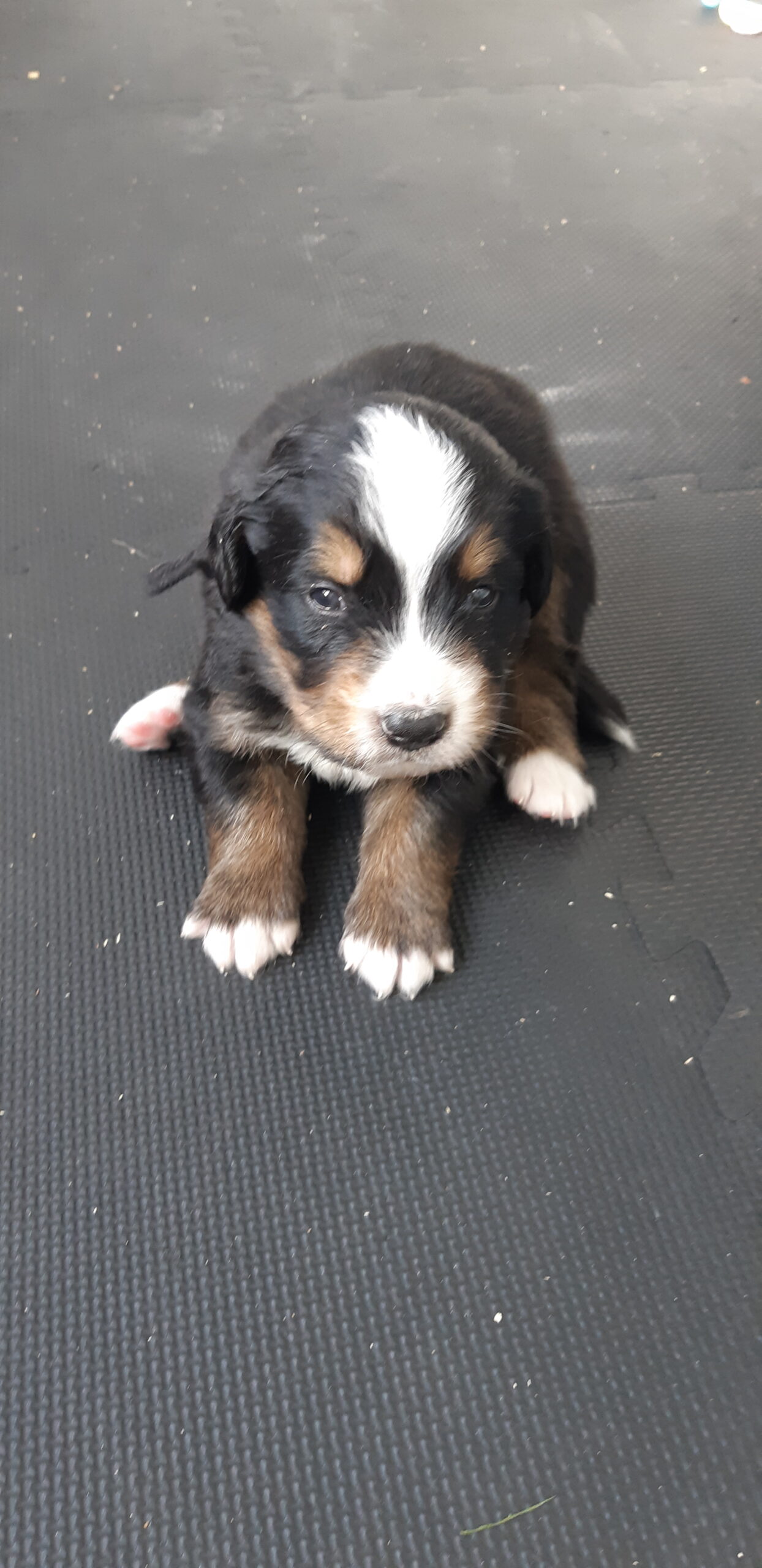 Puppies for sale