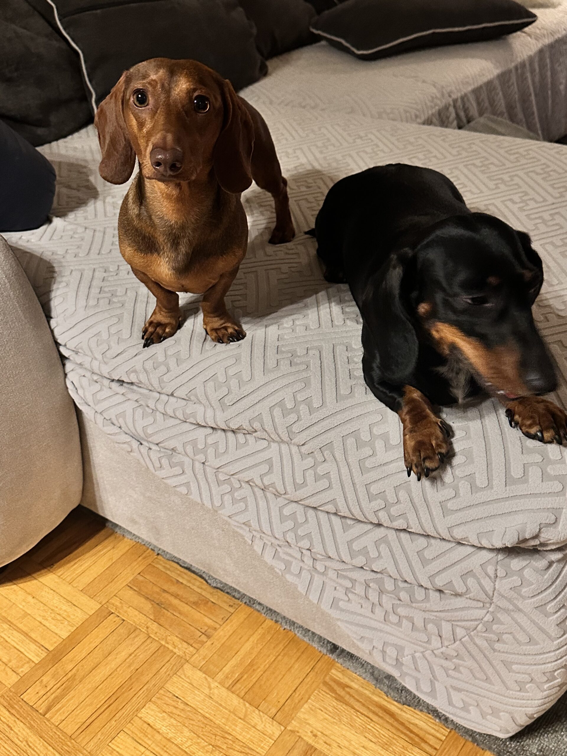 Mini Dachshund Puppies