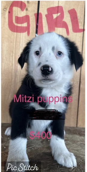 Puppies for sale