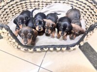 Mini Dachshund Puppies