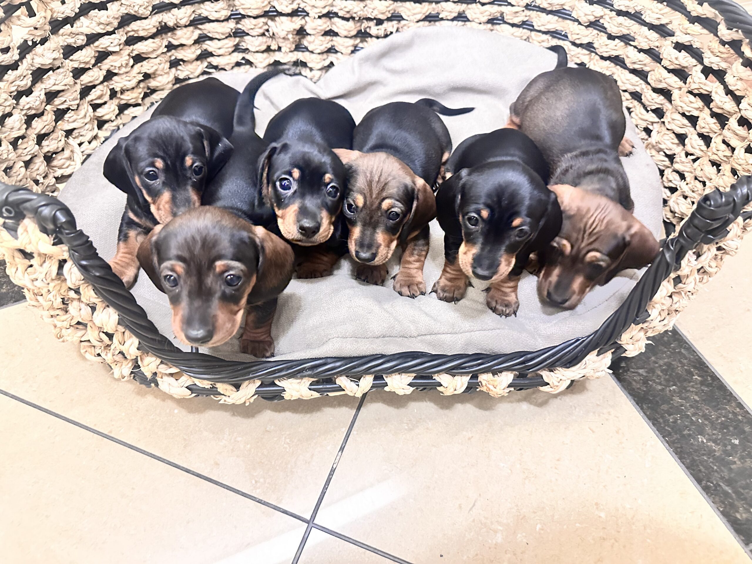 Mini Dachshund Puppies