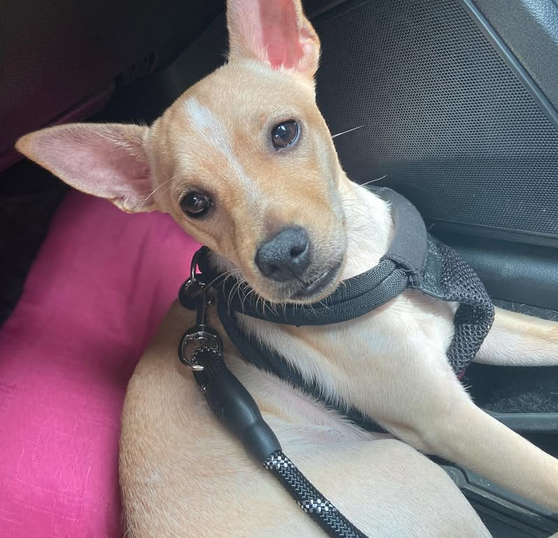 Chihuahua + Australian Cattle Dog