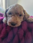 Mini Goldendoodle Puppy