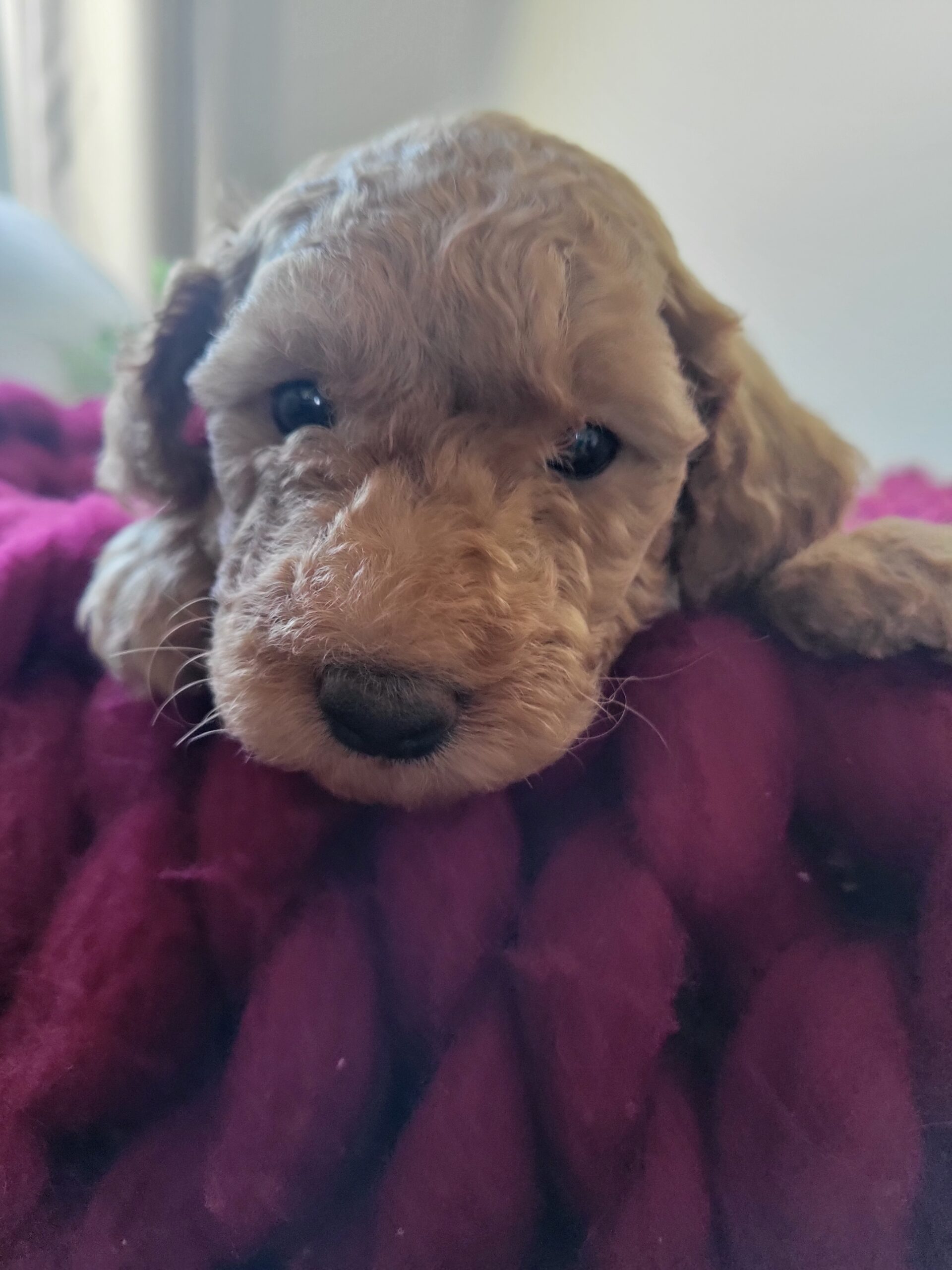 Mini Goldendoodle Puppy