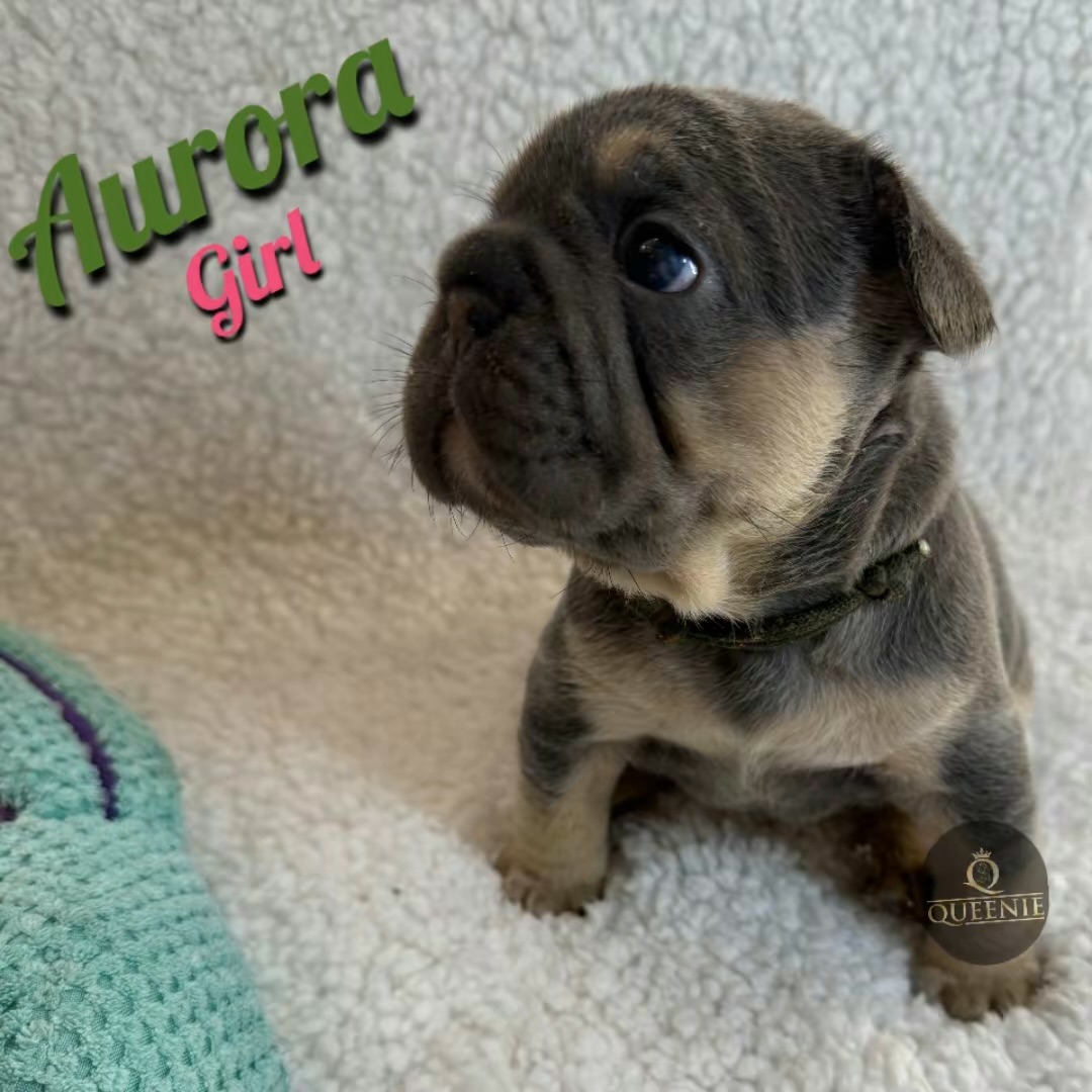 Pure bred French Bulldog Puppy