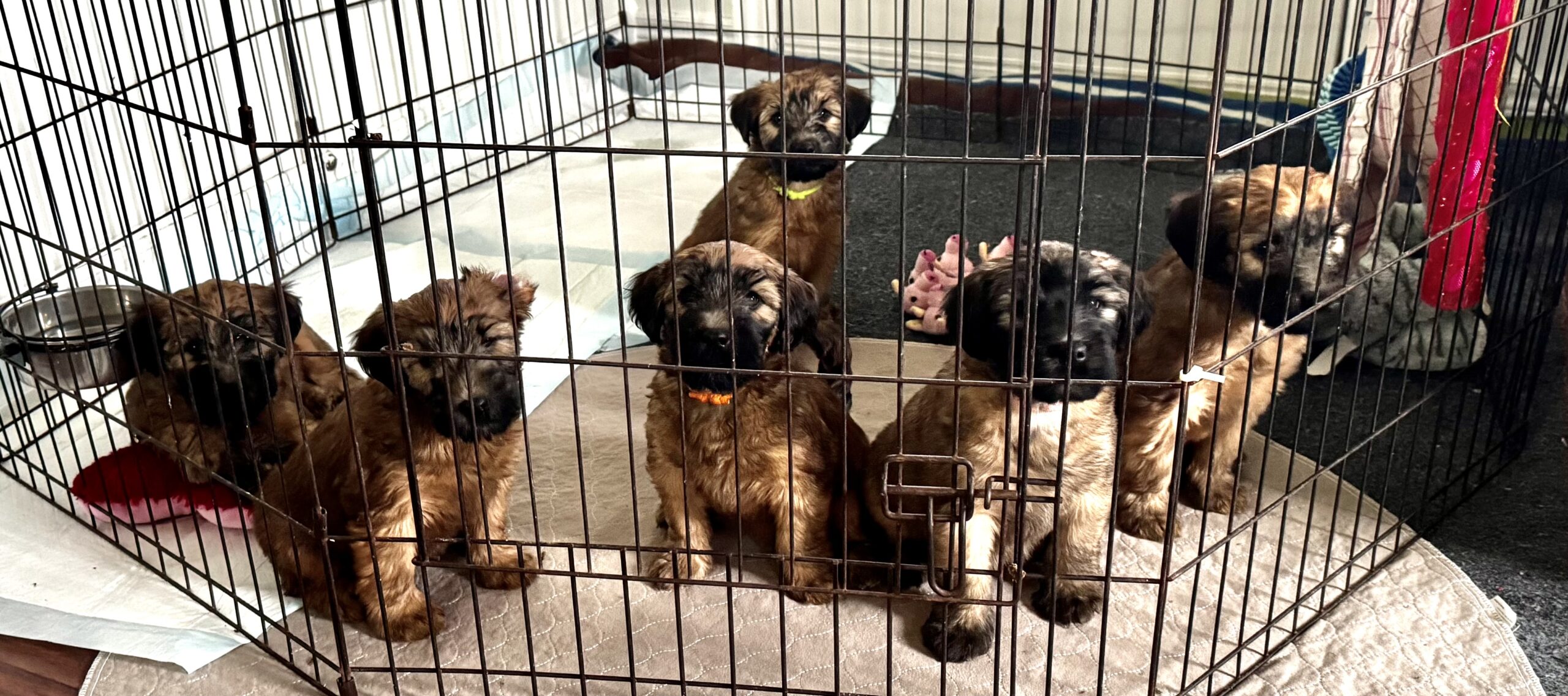 Soft Coated Wheaten terrier puppies