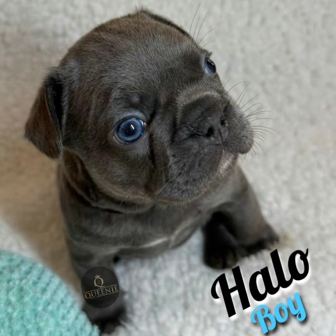 Pure bred French Bulldog Puppy