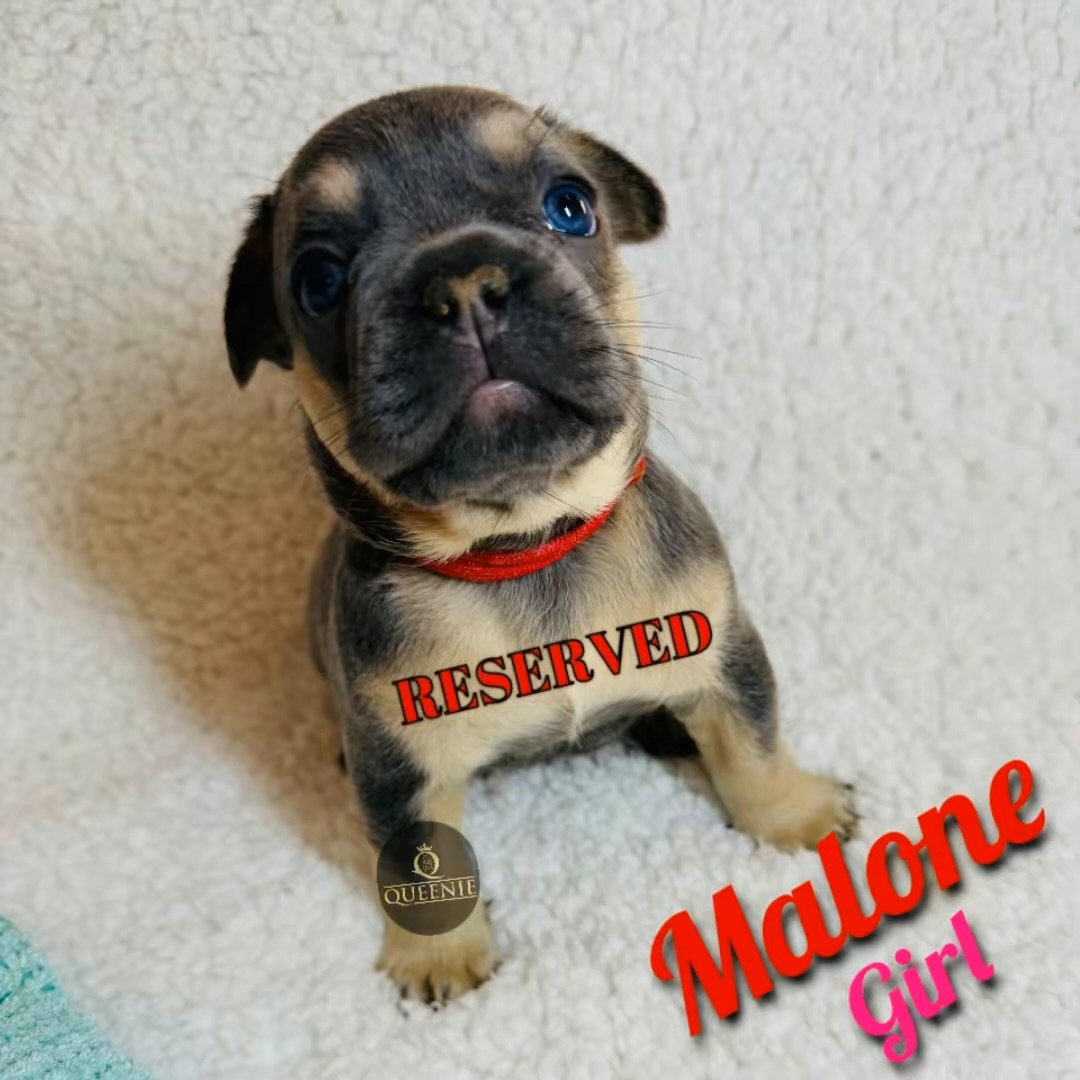 Pure bred French Bulldog Puppy